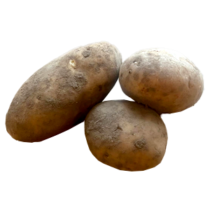 Rankin Maris Piper Potatoes